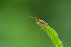 a beginner fix guide for evebiohaztech